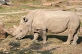 White rhino close up portrait Royalty Free Stock Photo