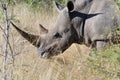 White Rhino Close Up Royalty Free Stock Photo