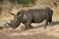 White rhino covered in mud Royalty Free Stock Photo