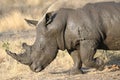 White rhino covered in mud Royalty Free Stock Photo