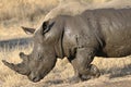 White rhino covered in mud Royalty Free Stock Photo
