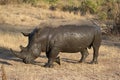 White rhino covered in mud Royalty Free Stock Photo