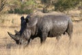 White rhino covered in mud Royalty Free Stock Photo