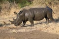 White rhino covered in mud Royalty Free Stock Photo