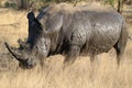 White rhino covered in mud Royalty Free Stock Photo