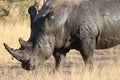 White rhino covered in mud Royalty Free Stock Photo