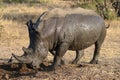 White rhino covered in mud