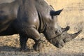 White rhino covered in mud Royalty Free Stock Photo