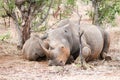 White rhino cow and calf, Kruger Park, South Africa Royalty Free Stock Photo