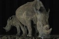 White rhino cow and calf at Tamboti night hide Royalty Free Stock Photo