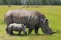 White rhino with cute calf Royalty Free Stock Photo