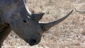 White Rhino demonstrate his horn