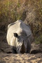 White rhino digging in sand with its horn in Kruger Park in South Africa Royalty Free Stock Photo