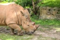 White Rhino Eating Alone in the Grass