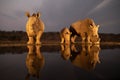 White rhino family drinking from a pond in the evening Royalty Free Stock Photo