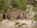 White rhino Zambia safari Africa nature wildlife Royalty Free Stock Photo