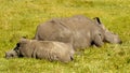 White Rhino Family Sleeping