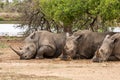 White Rhino family sleeping under a tree Royalty Free Stock Photo
