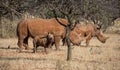 White Rhino Family Royalty Free Stock Photo