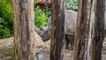 White rhino feeling sad in captivity Royalty Free Stock Photo