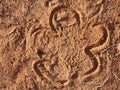 White rhino footstep Zambia safari Africa nature wildlife Royalty Free Stock Photo