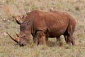 White Rhino grazing Royalty Free Stock Photo