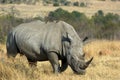 White rhino grazing Royalty Free Stock Photo