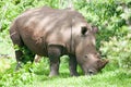 White Rhino grazing on grass