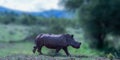 A white rhino grazing in the great african grassland