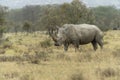 White rhino grazing in Lake nakuru nation park Kenya Royalty Free Stock Photo