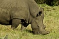 White Rhino grazing