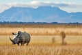 a white rhino grazing on a plain against a distant mountain Royalty Free Stock Photo
