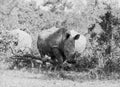 White Rhino Grazing Royalty Free Stock Photo