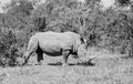 White Rhino Grazing Royalty Free Stock Photo