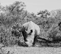 White Rhino Grazing Royalty Free Stock Photo