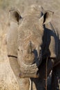 White rhino head