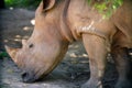 White Rhino head Royalty Free Stock Photo