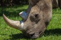 White Rhino Head Wildlife Royalty Free Stock Photo