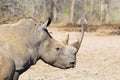 White Rhino head and shoulders Royalty Free Stock Photo