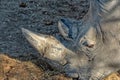 White rhino horn close detail Royalty Free Stock Photo