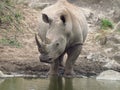 White Rhino Royalty Free Stock Photo