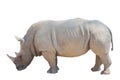 White rhino isolated