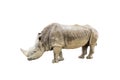 White rhino isolated Royalty Free Stock Photo