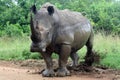 White rhino kicking border post