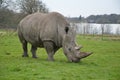 White rhino at knowsley safari park lancashire england