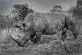 White rhino in Kruger National Park Royalty Free Stock Photo