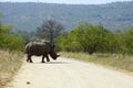 White Rhino in the Kruger National Park Royalty Free Stock Photo