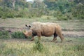 White Rhino in the Kruger National Park Royalty Free Stock Photo