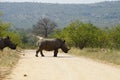 White Rhino in the Kruger National Park Royalty Free Stock Photo