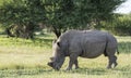White rhino at the kruger park Royalty Free Stock Photo